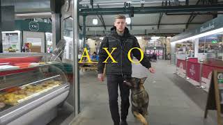 Axo the German Shepherd  Family protection Dog [upl. by Krock57]