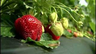 Virginia Farm BureauABCs of AgricultureStrawberries [upl. by Ahsirhcal]