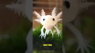 El Axolotl SE TRANSFORMA 😱 El Dragon del Agua axolotl axolotls axolote sabiasque [upl. by Auqenehs]