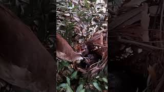 Yellowvented bulbul Birds try to force their young to eat locusts [upl. by Zere]