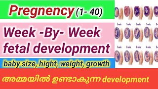 Pregnency WeekByWeek weeks 140  fetal development malayalam [upl. by Airogerg]