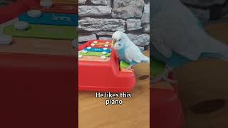 Parrot playing piano [upl. by Acirej]