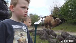 VLOG 7 DIERENRIJK IN NUENEN [upl. by Araiek21]