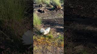 Fantailed Pigeon in Tasmania  fantailedpigeon pigeon [upl. by Akiehsat839]