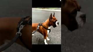 Labrador vs Akita Boxer German Shepherd Bite force comparison shorts viral ytshorts new dogs [upl. by Ihsar]