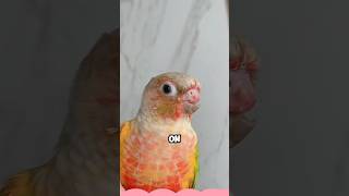 Parrot with beak accidentally caught in door shortvideo animals healing pets birds love [upl. by Zachary927]