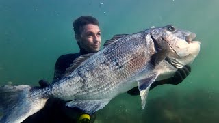 This fish took me 10 years to find  spearfishing 16KG White Musselcracker [upl. by Wyne]