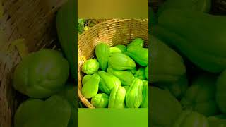 Harvest Chayote Fruit Goes To Market Sell harvest bushcraft fruit [upl. by Sergio]