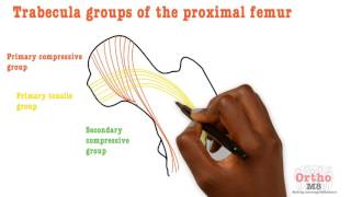 Basic Sciences  Trabecula groups of proximal femur [upl. by Calypso]