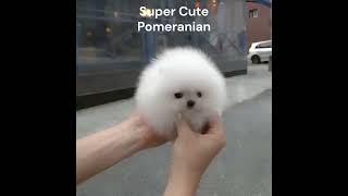 Is This The Cutest Pomeranian Puppy Ever [upl. by Devan]