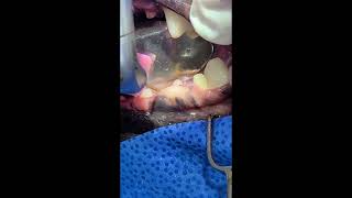 Gingivectomy for a dog [upl. by Souvaine]