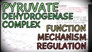 The Pyruvate Dehydrogenase Complex  Function Mechanism and Regulation [upl. by Blodget]