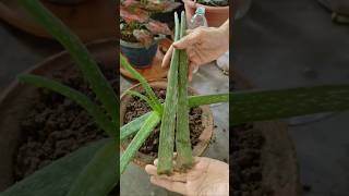 Aloevera Plant Care and Tips 💚✨shorts garden aloevera plants [upl. by Nathan827]