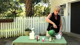 Natural Homemade Bug Killer for Houseplants  Garden Bug Control [upl. by Yhtak8]