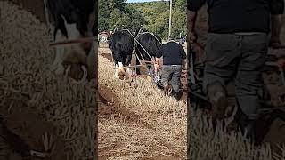 Traditional Horse Ploughing at the 73rd British National Ploughing Championships 13th October 2024 [upl. by Notsle934]