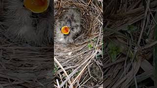 Melodic Moments Skylark Bird Babies Sweet Serenades [upl. by Atikel]