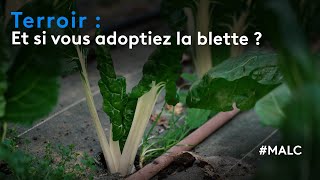 Terroir  et si vous adoptiez la blette [upl. by Rieger66]