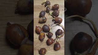 👁 👁 ACORN DIFFERENCE NORTHERN RED OAK VS WHITE OAK FOR GERMINATION 👍 amp SUBSCRIBE PLEASE [upl. by Bert897]