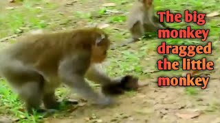 The big monkey dragged the little monkey ।। monkey ki videos।। [upl. by Hedy]