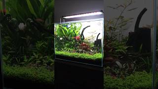 2 Aquascapes 1 shorts aquascape aquarium plantedtank water clean update subscribe like thx [upl. by Saleme399]