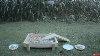 Frog and European Red Robin  Animal Cam  Recke Germany Hedgehogs birds [upl. by Crofton394]