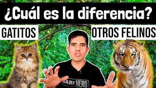 Diferencias entre los gatos domésticos y otros felinos salvajes  Los gatitos son felinos [upl. by Gies]