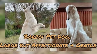 Can I Get A Borzoi Puppy As My Pet They are ABsolutely ADORABLE to Cuddle  Fun Cute Pets Bonding [upl. by Naasar402]