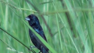 CANTO do TIZIU MATEIRO na natureza VOLATINIA JACARINA BLUEBLACK GRASSQUIT SALTADOR BATEESTACA [upl. by Inaleon]