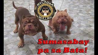 MAY NANA  EAR INFECTION EAR CARE AMERICAN BULLY DOGS  DON RAIDER VLOG 414 [upl. by Steel]