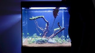 New Aquarium Setup  Step by Step  Juwel Lido 200 LED [upl. by Crescentia141]