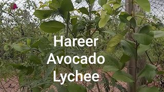 Part 16  Hareer Black Myrobalan Avocado Lychee in my Farm house  Engineer Ka Bagh gardening [upl. by Aelak722]