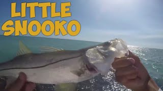 Snook Fishing Caspersen Beach Sarasota FL [upl. by Reinaldo]