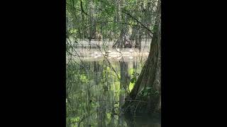 quotSWAMP LIFEquot Sparkleberry Swamp Santee SC [upl. by Ringsmuth]