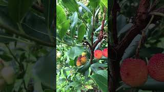 Fruits de la terre  l’arbouse france limousin shortsyoutube nature gardening [upl. by Rabelais886]