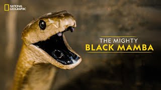 The Mighty Black Mamba  Legends of Venom  हिन्दी  National Geographic [upl. by Petrick]