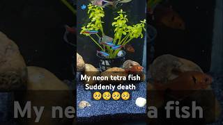 My neon tetra fish suddenly death🥺🥺shorts ytshorts death fish [upl. by Nonac99]