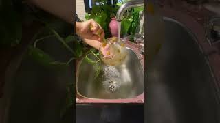 Weekly plant care  plants in water  pothos and philodendrons  home  balcony [upl. by Naivat]