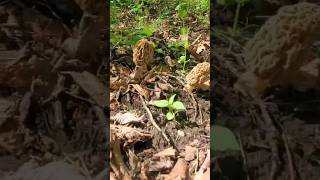 MOREL Mushroom Patch [upl. by Billat710]