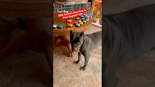 📣 My Cane Corso Says quotMOMMYquot in ENGLISH You’ll LOVE What She Says Next shorts talkingdog [upl. by Mathia]