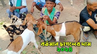 বর্তমান ছাগলের দাম ০৫০৬২০২৪  Sirajganj Boalia Sagoler hat 2024  goat price in Bangladesh [upl. by Kalk]