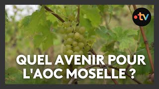 Vignoble  Quel avenir pour lAOC Moselle [upl. by Rosalinda344]