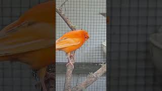 Bright canaries birds canary aviary animals [upl. by Enidaj]