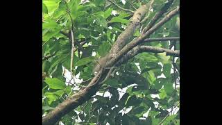 greenish warbler [upl. by Tannenwald622]