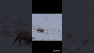 Elk Fightshortsvideo nature shortfeed2024 animals [upl. by Bullough]