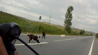 EP92 2 RIDES  4 DOG ATTACKS DOGS CHASING CYCLIST [upl. by Yusuk]