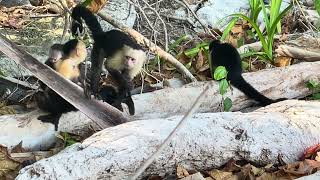 Monkey yoga in Costa Rica [upl. by Lateehs]