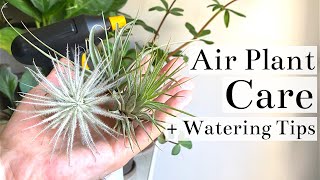 Air Plant Tillandsia Care  Watering Tips [upl. by Novar835]