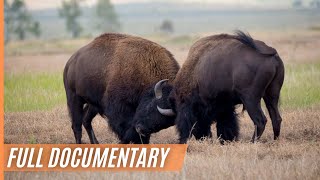 Breathtaking Canada  Bison Fight  Full Episode [upl. by Aihsiyt462]