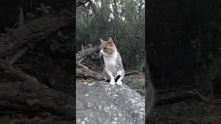 animal félin cat chat cute exterior Chat 🐱 🐈 en extérieur [upl. by Mathur]