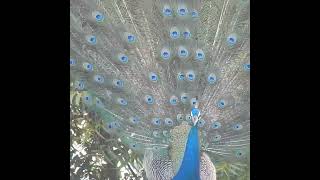 quotUnbelievable Peacock Dance and Vocalization  Must See Viral Wildlife Spectaclequot [upl. by Atiuqaj]